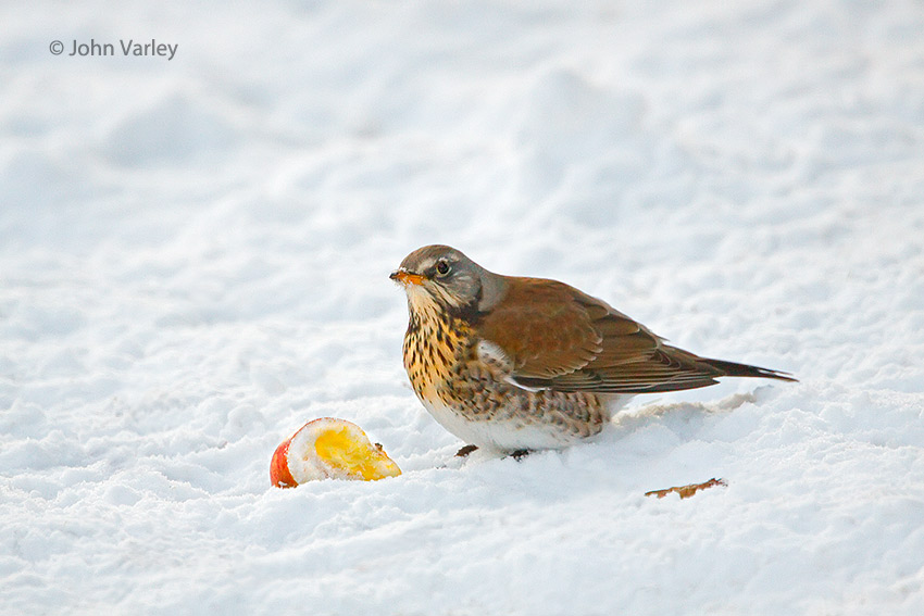 fieldfare_850_6674.jpg