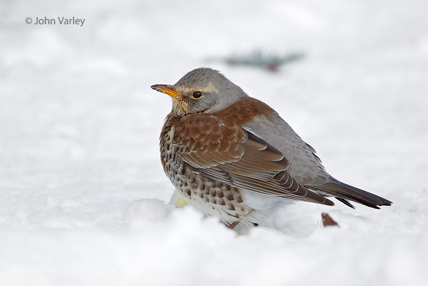 fieldfare_850_6744.jpg