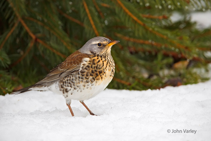 fieldfare_850_6945.jpg