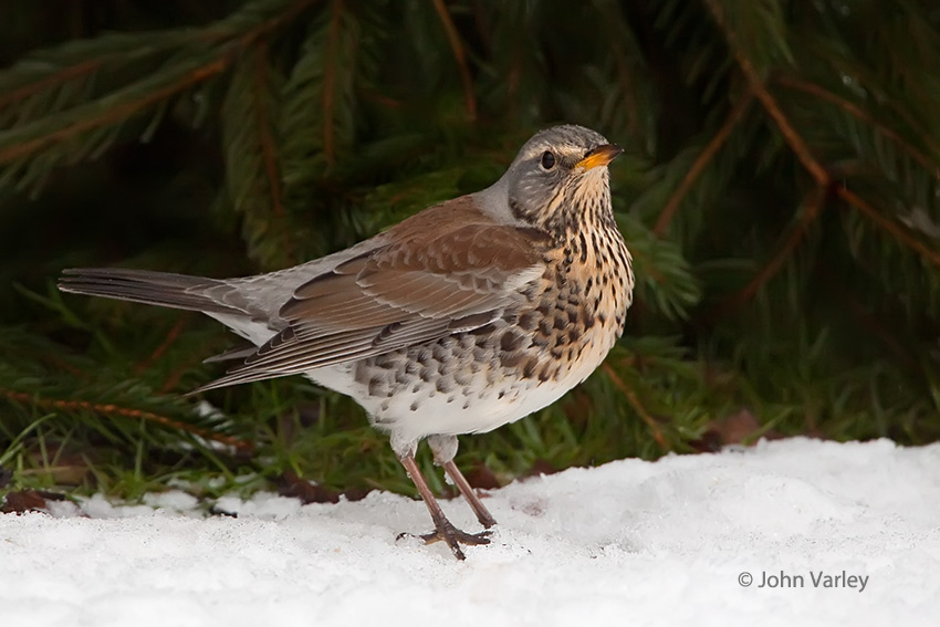 fieldfare_850_7053.jpg