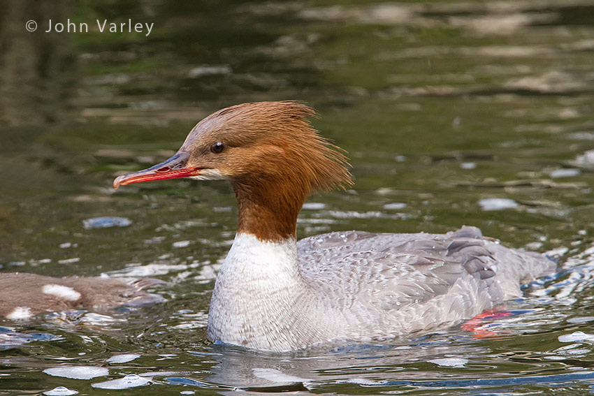 goosander_850_2162.jpg