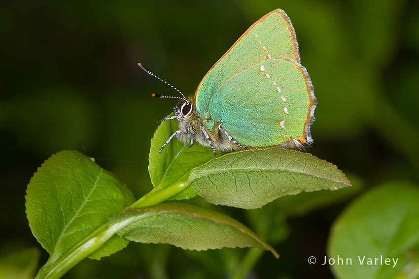 green_hairstreak_850_1651.jpg