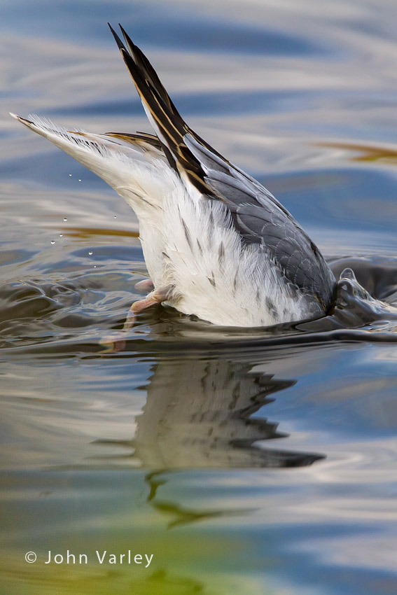 grey_phalarope_850_7486.jpg