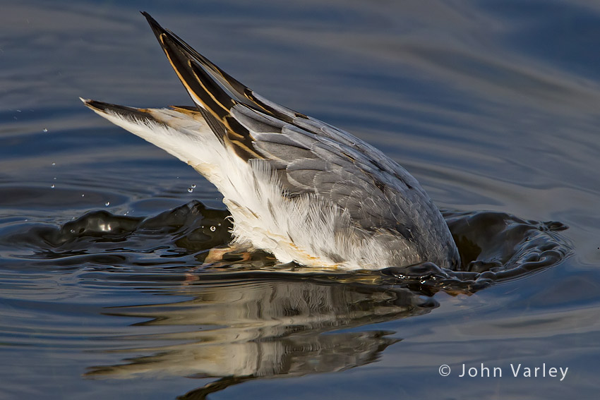 grey_phalarope_850_7501.jpg