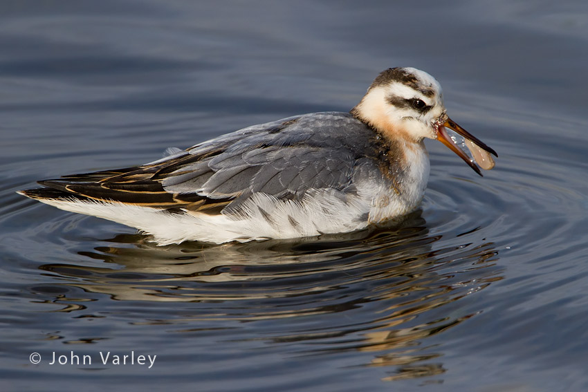 grey_phalarope_850_7527.jpg