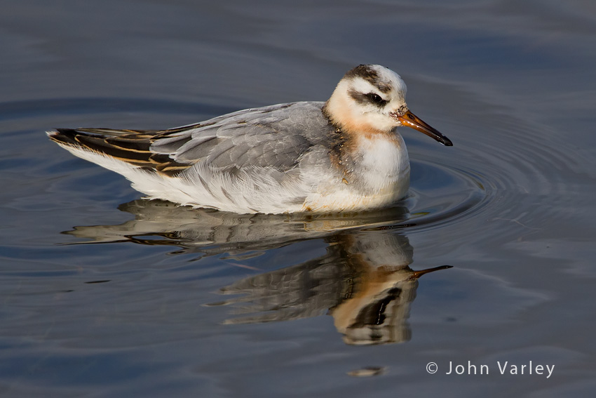 grey_phalarope_850_7535.jpg