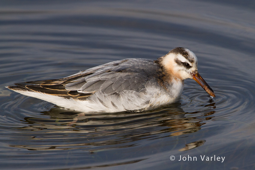 grey_phalarope_850_7550.jpg