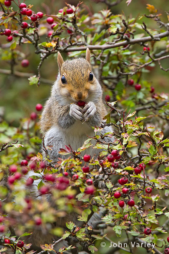 grey_squirrel_850_6942.jpg
