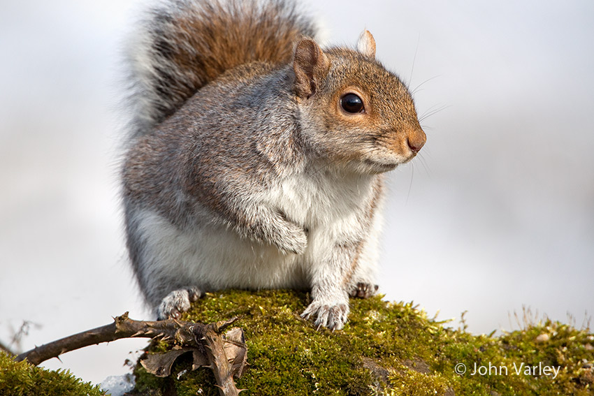 grey_squirrel_850_7274.jpg