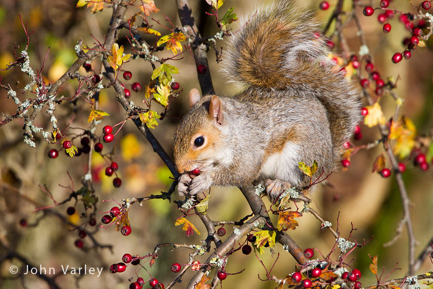 grey_squirrrel_850_7206.jpg
