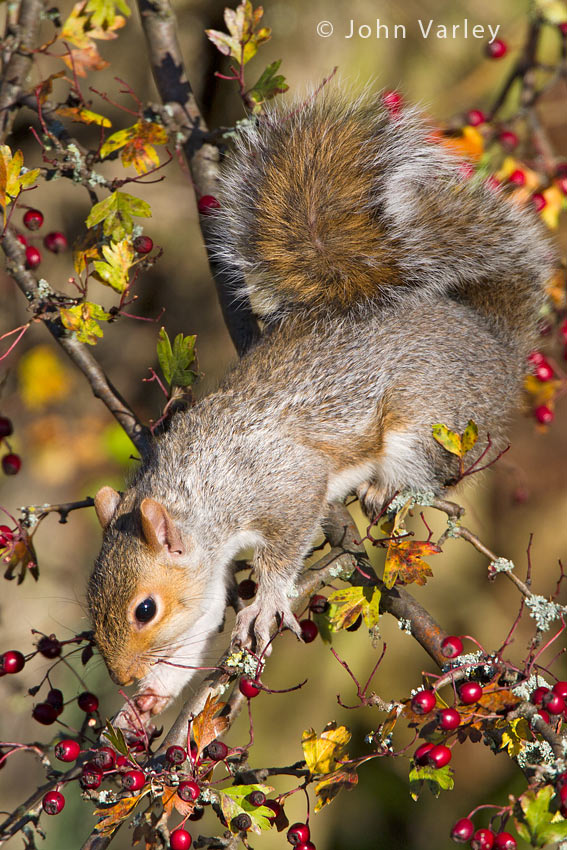 grey_squirrrel_850_7212.jpg