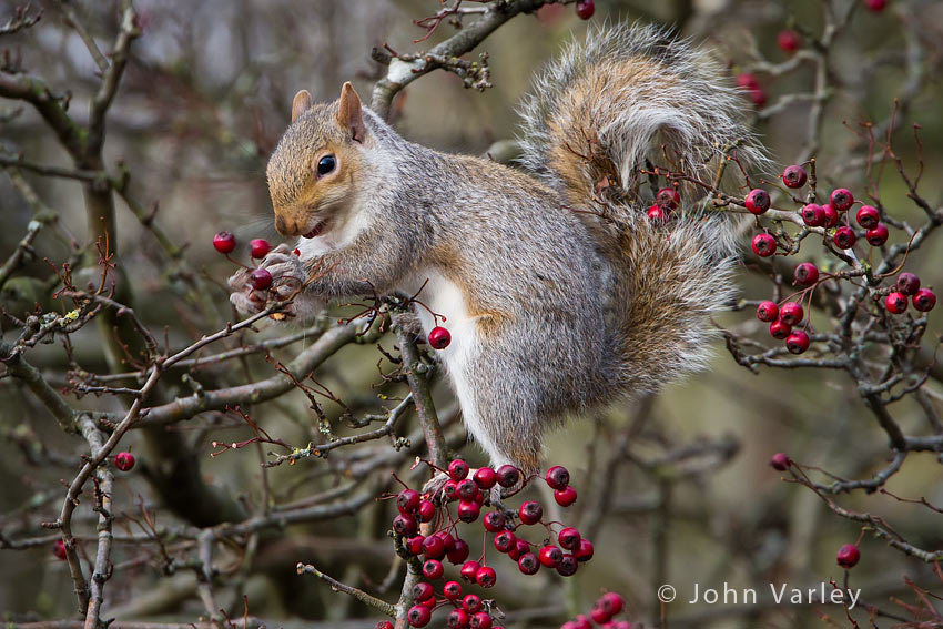 grey_squirrrel_850_7281.jpg