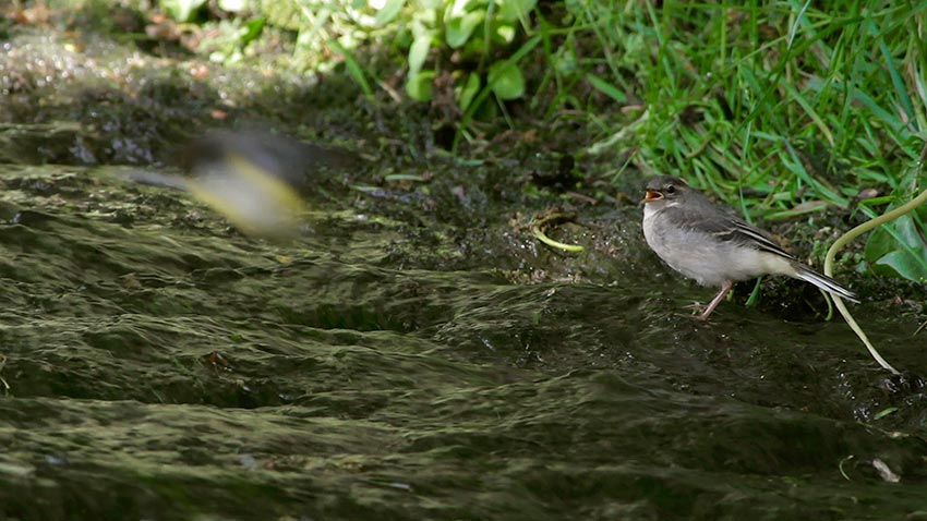 grey_wagtail_3027.jpg