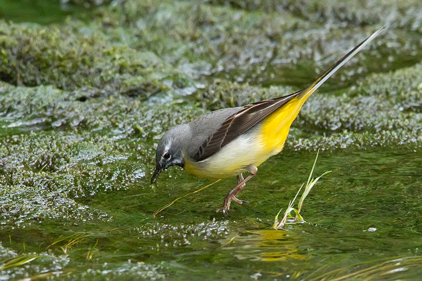 grey_wagtail_850_2250.jpg