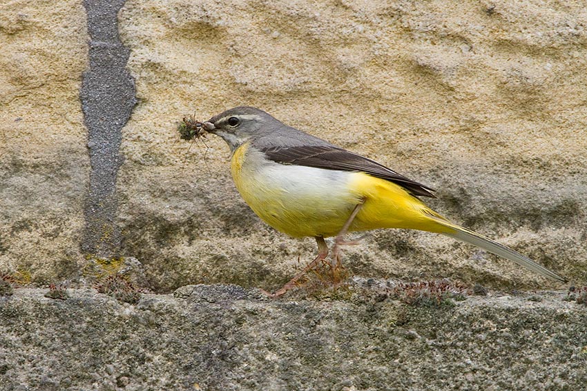 grey_wagtail_850_2278.jpg