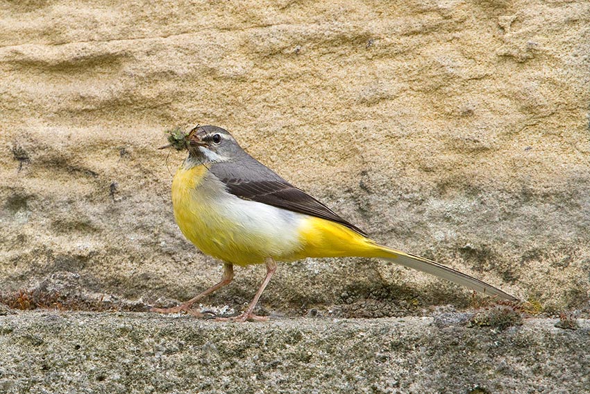 grey_wagtail_850_2281.jpg