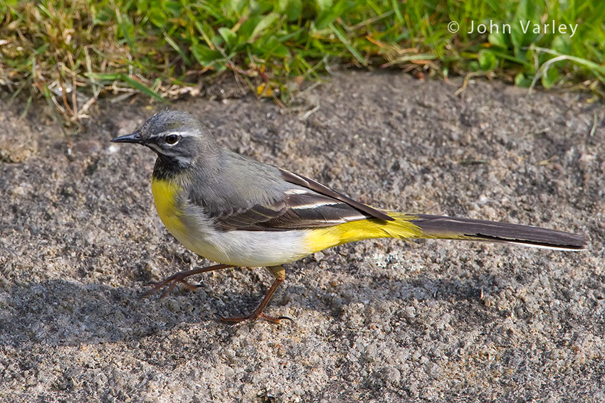 grey_wagtail_850_2426.jpg