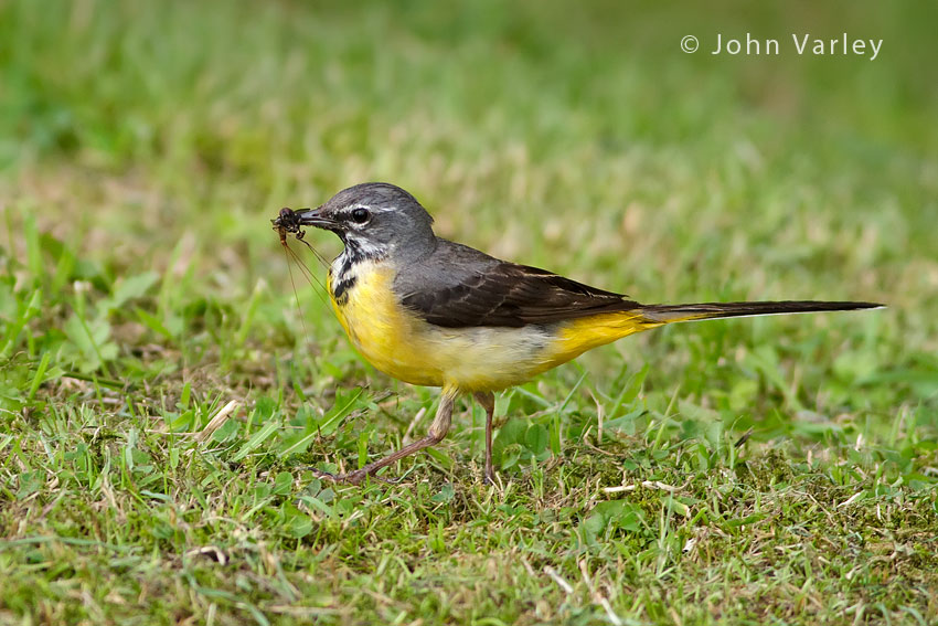 grey_wagtail_850_4477.jpg