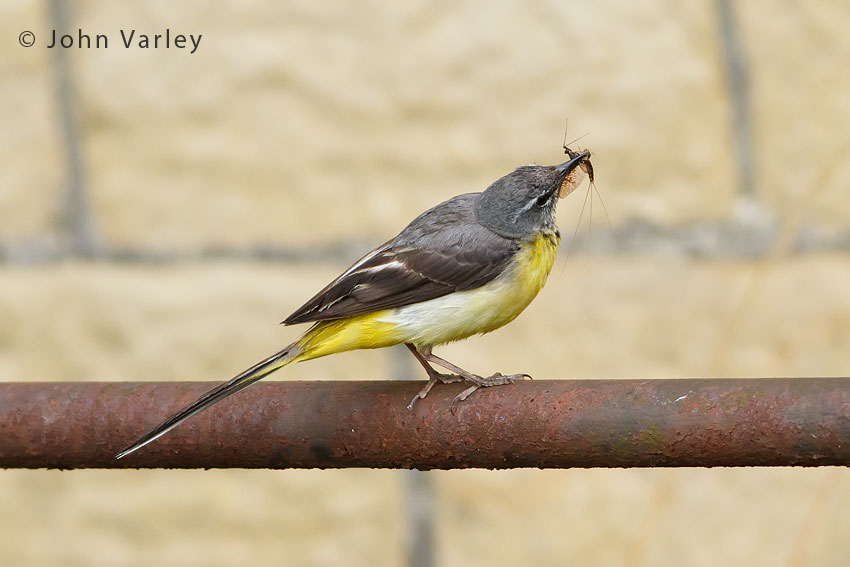 grey_wagtail_850_4489.jpg