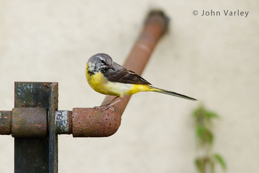 grey_wagtail_850_4495.jpg