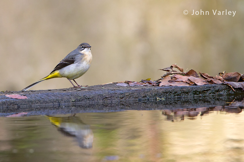 grey_wagtail_850_6447.jpg