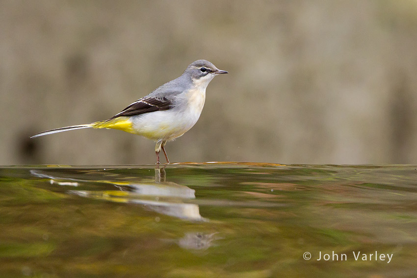 grey_wagtail_850_6958.jpg