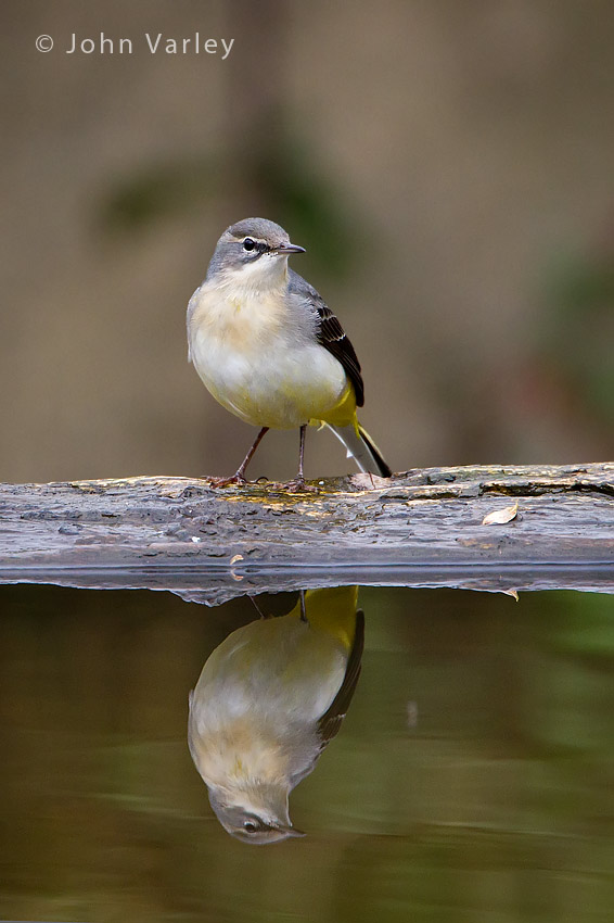 grey_wagtail_850_6979.jpg