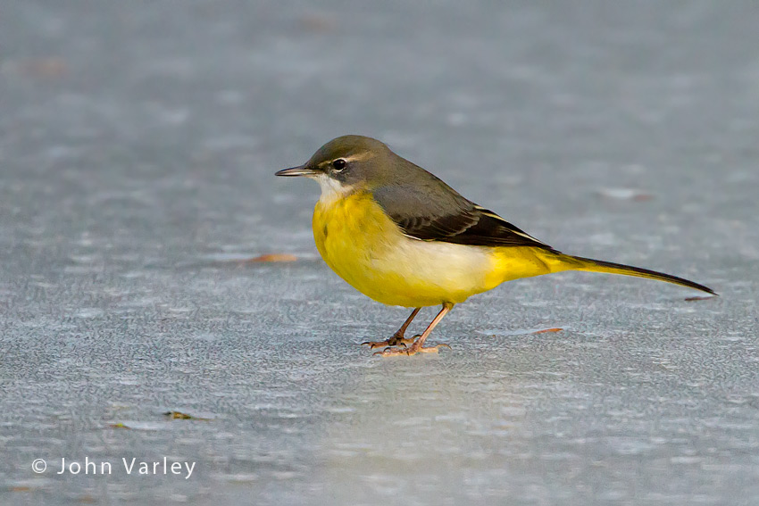 grey_wagtail_850_8578.jpg