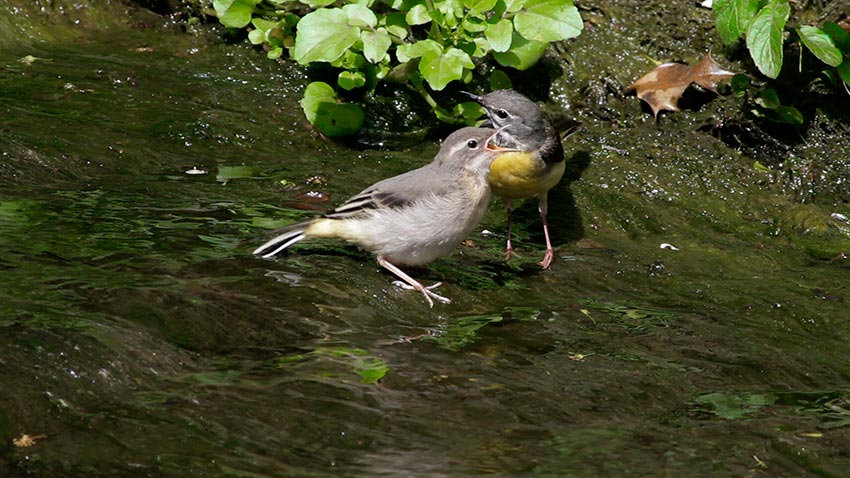 grey_wagtail_begs_2965.jpg