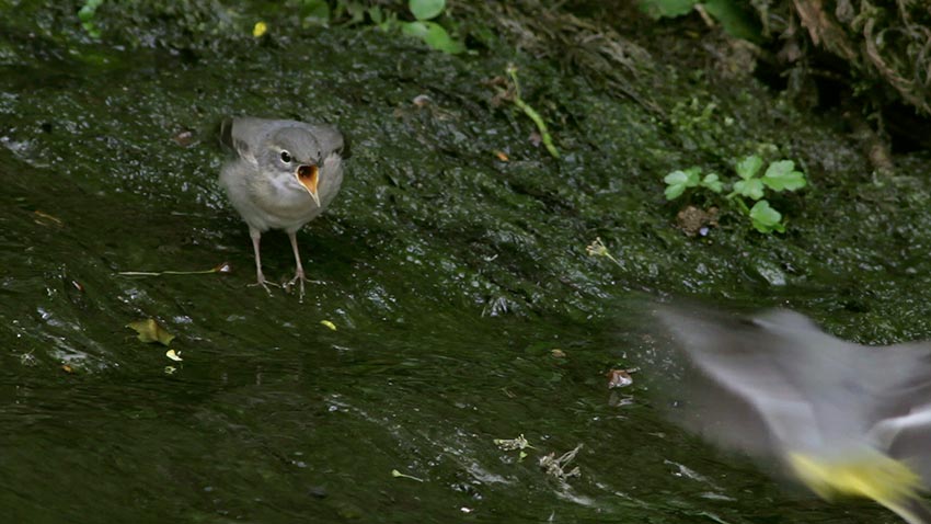 grey_wagtail_begs_3038.jpg
