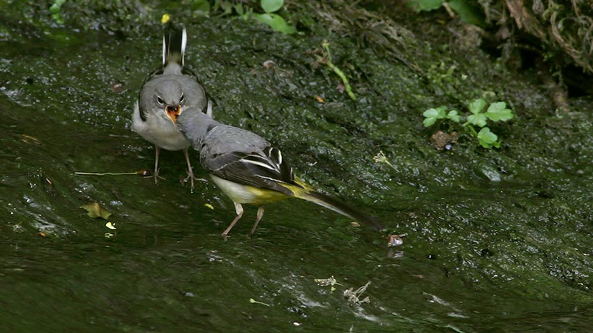 grey_wagtail_young_3038-1.jpg