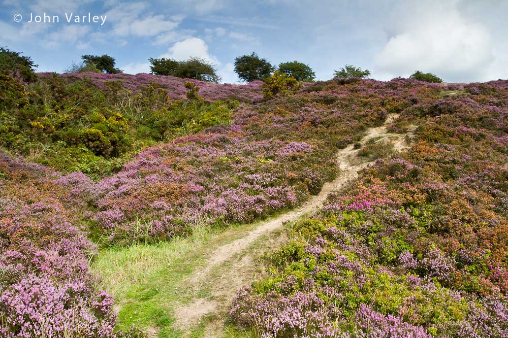 heather_hillside_1000_5418.jpg