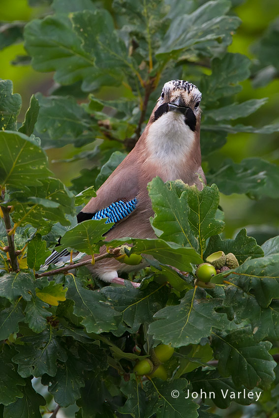 jay_850_6186.jpg