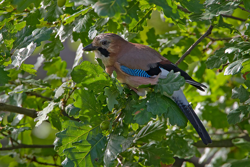 jay_850_6202.jpg