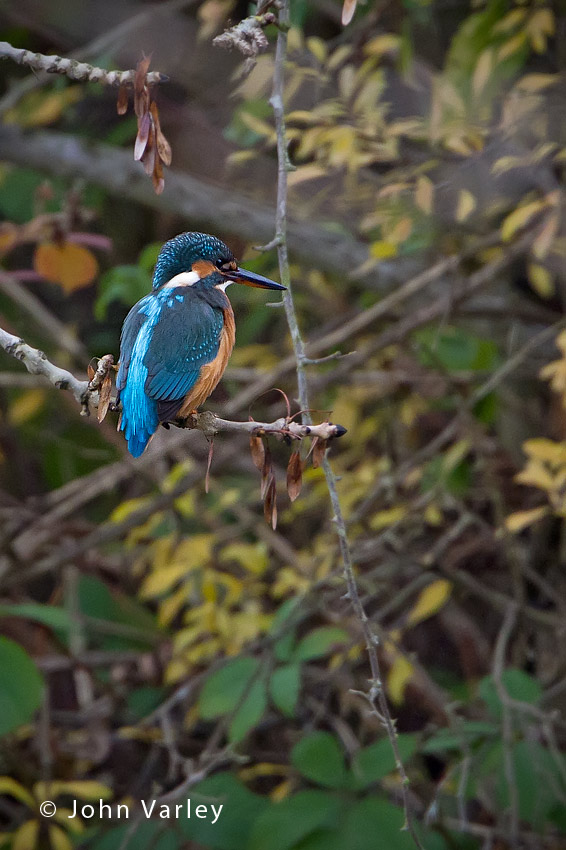 kingfisher_850_7149.jpg