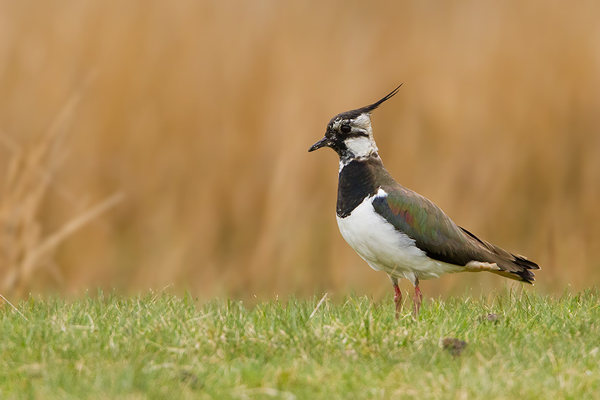 lapwing_850_1954.jpg