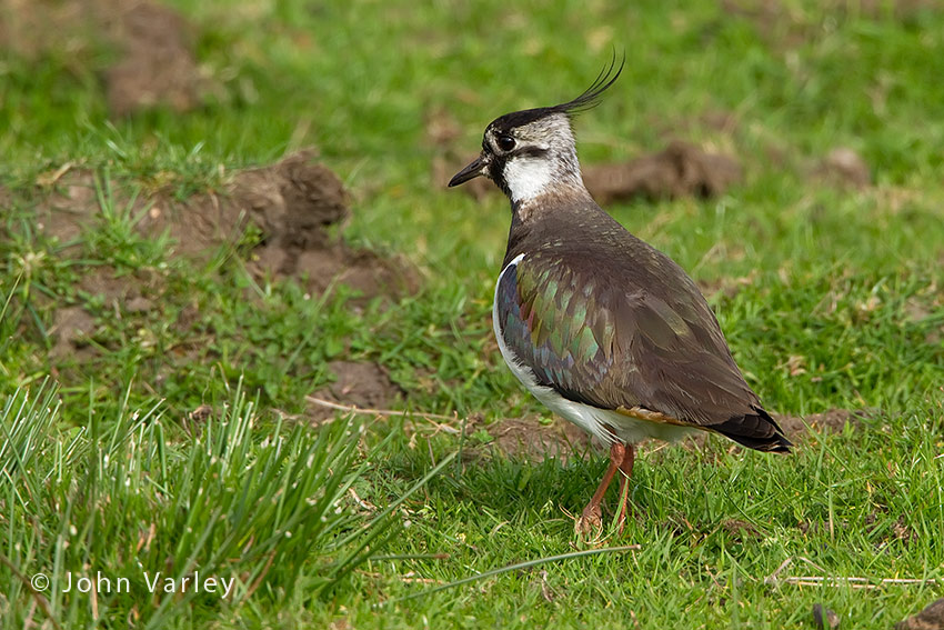 lapwing_850_3582.jpg