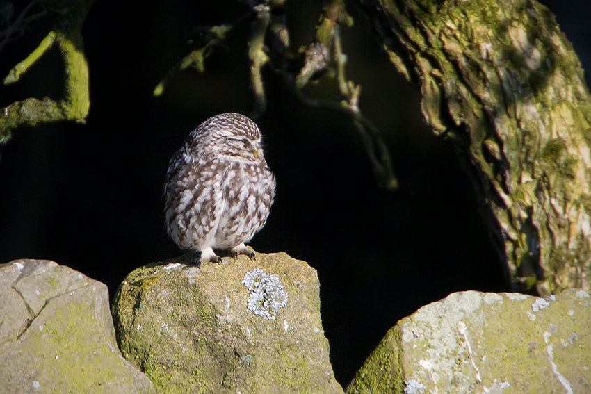 little_owl_850_1025.jpg