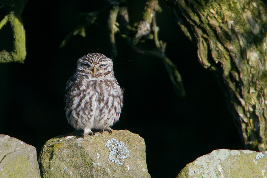 little_owl_850_1036.jpg