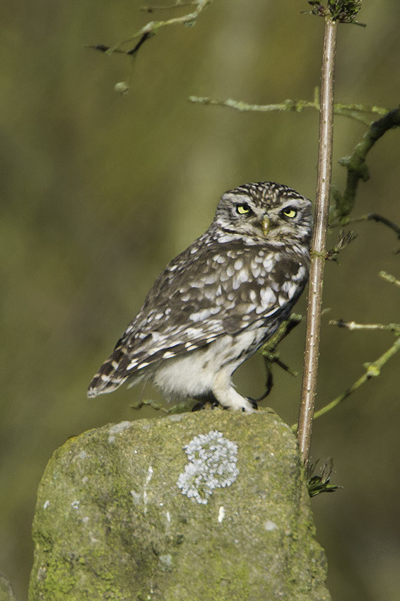 little_owl_850_1044.jpg
