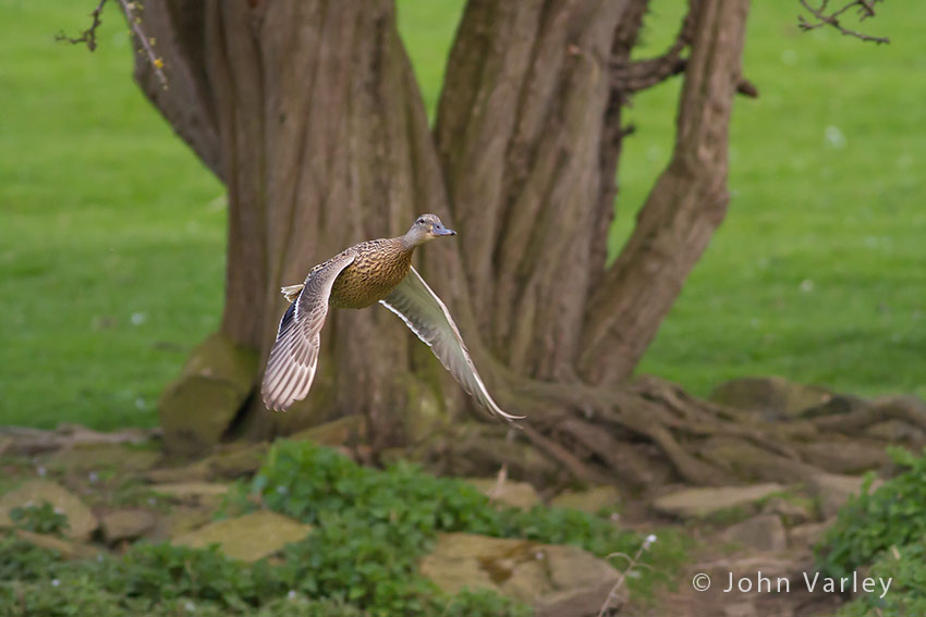mallard_850_0484.jpg