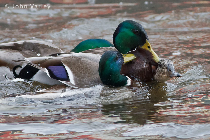 mallard_mayhem_850_0523.jpg