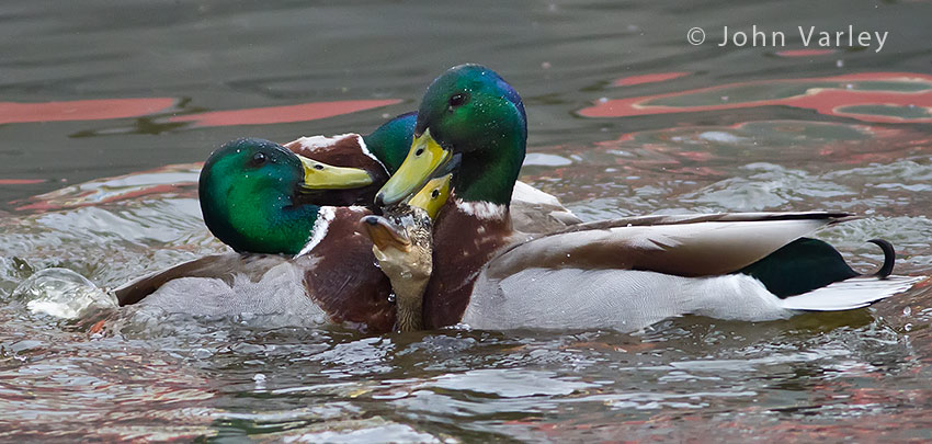 mallard_mayhem_850_0526.jpg