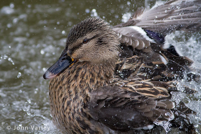mallard_wash_850_0381.jpg