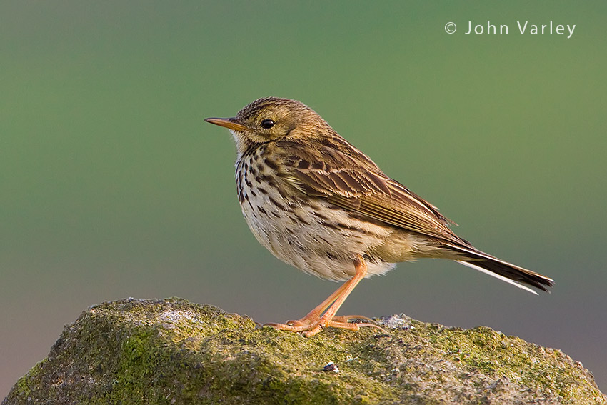 meadow_pipit_850_3836.jpg