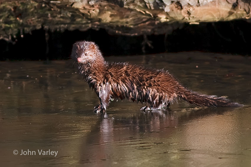 mink_850_24375.jpg