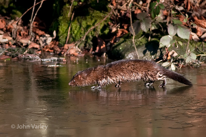 mink_850_24388.jpg