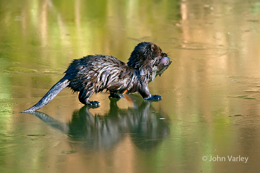 mink_850_24412.jpg