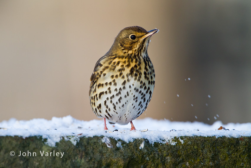 mistle_thrush_850_8813.jpg