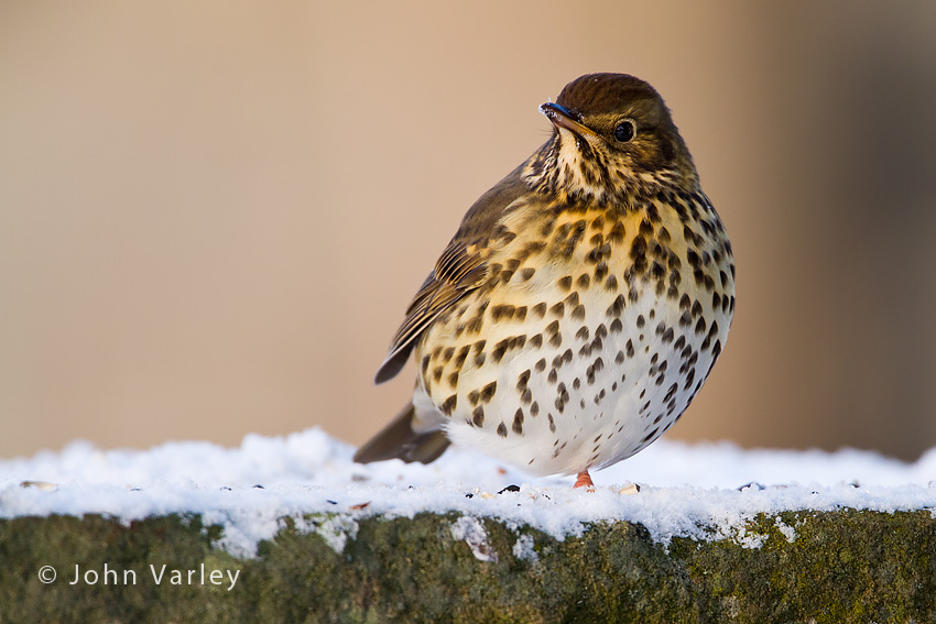 mistle_thrush_850_8818.jpg